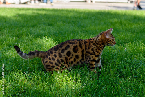 Bengal Cat