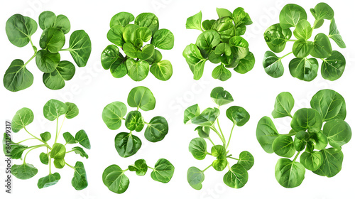 Watercress isolated. Watercress on the white background.