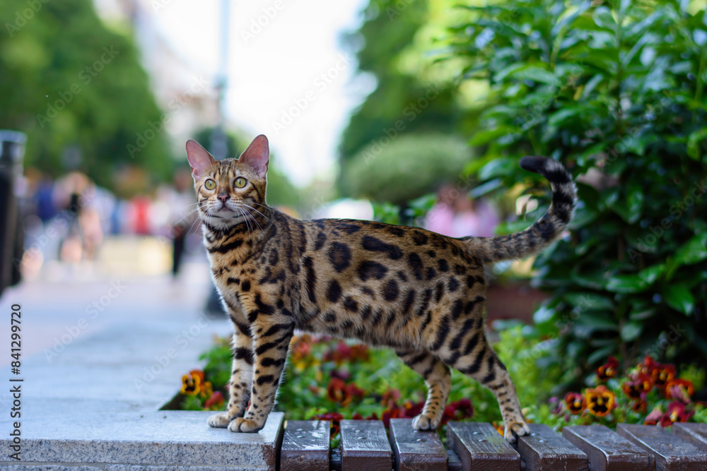 Obraz premium Bengal Cat