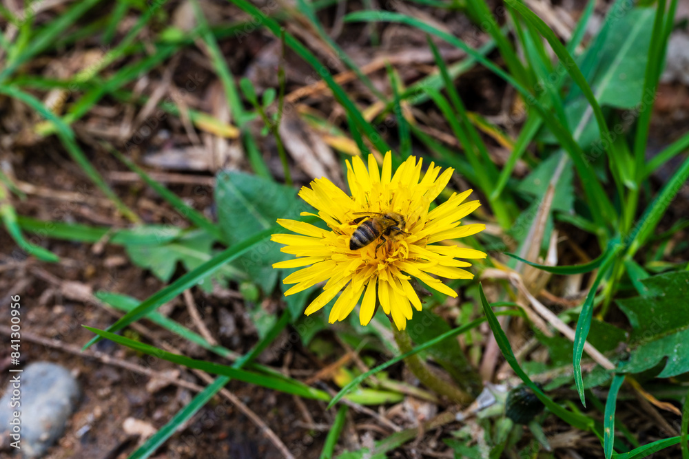 Apiculture et biodiversité : Une abeille mellifère butinant un pissenlit en Alsace, CeA, Grand Est, France Apiculture et biodiversité : Une abeille mellifère butinant un pissenlit en Alsace, CeA, Grand Est, France