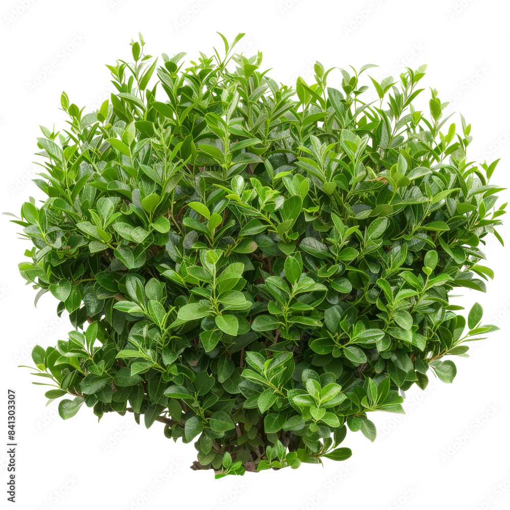 Fresh Bright Green Basil Plant, Essential for Culinary Use, Isolated on Transparent Background Fresh Bright Green Basil Plant, Essential for Culinary Use, Isolated on Transparent Background
