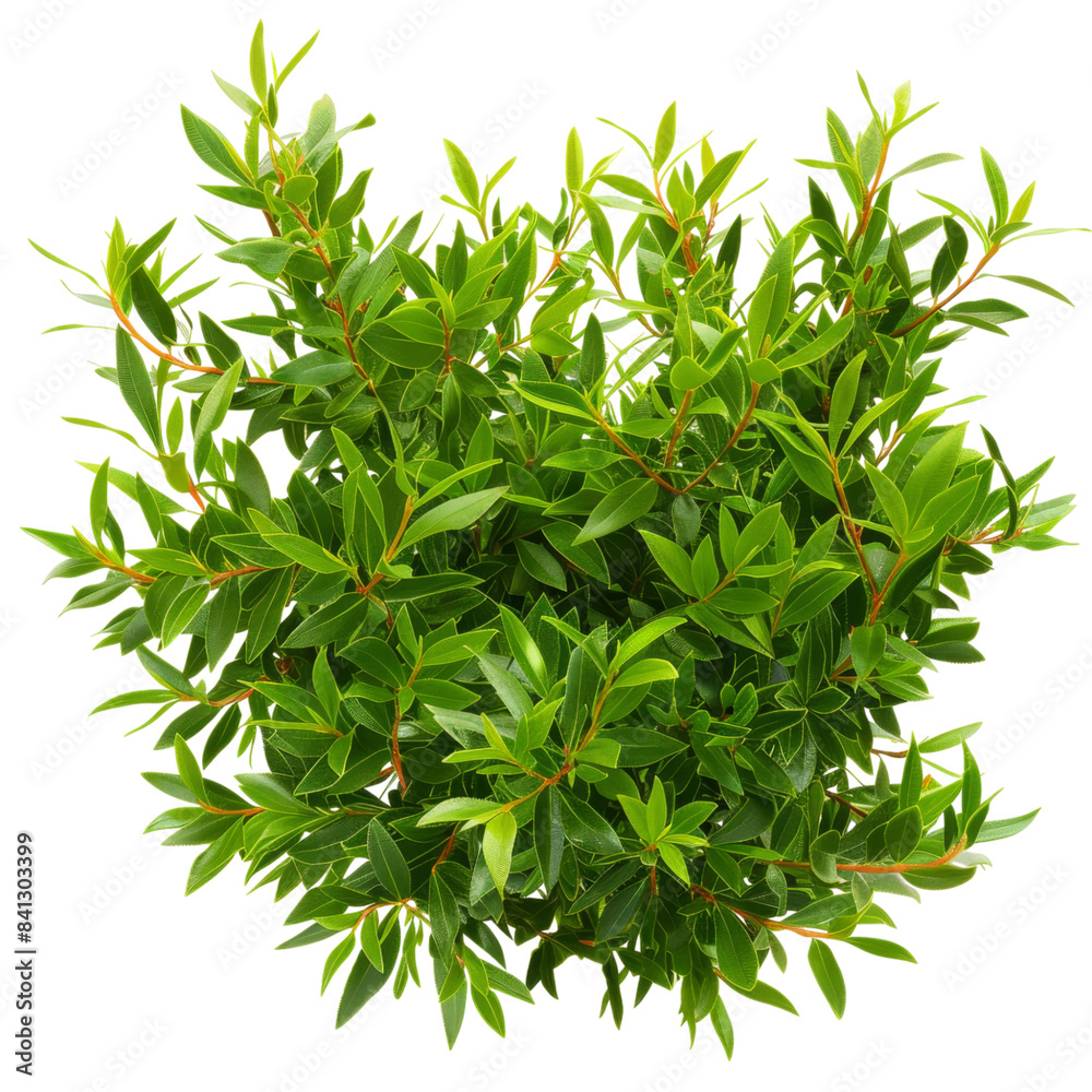 Fototapeta premium Lush Yew Tree Perfect for Topiary or Hedges, Isolated on Transparent Background