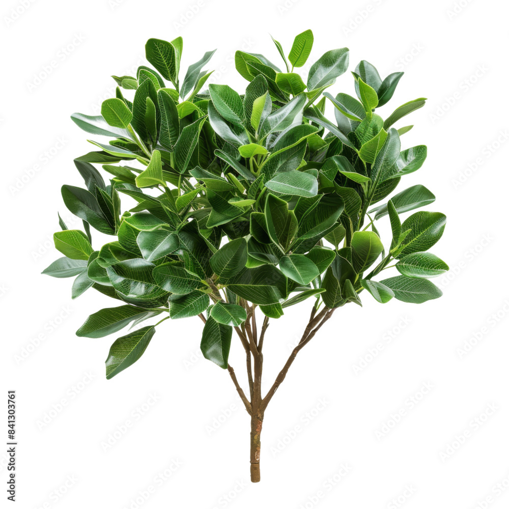 Lush Green Lemon Tree Full of Citrus Fruits, Perfect for Home Gardens, Isolated on Transparent Background Lush Green Lemon Tree Full of Citrus Fruits, Perfect for Home Gardens, Isolated on Transparent Background