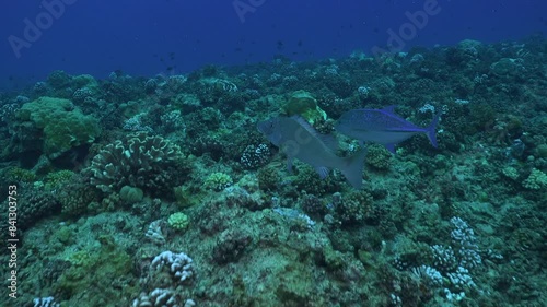 Snapper and trevallies swimming close by over coral reef in Bora Bora in French Polynesia photo