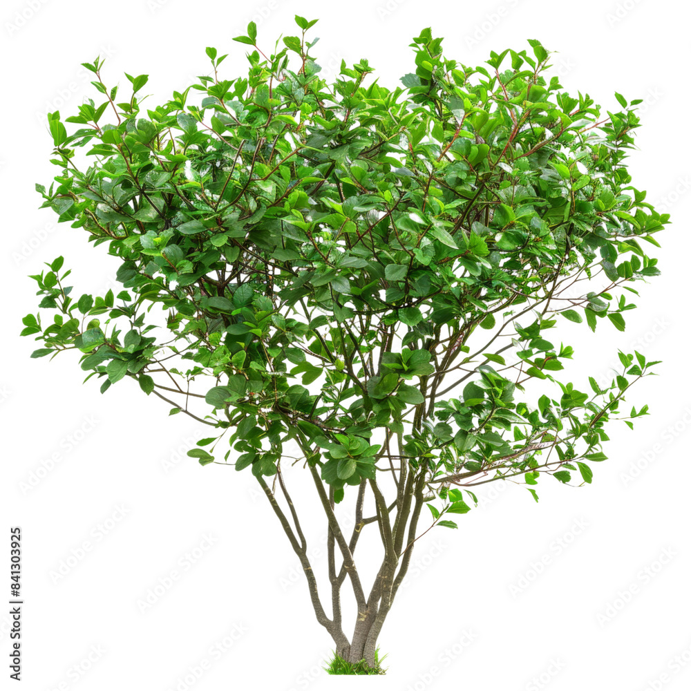 Lush Green Myrtle Tree, Perfect for Ornamental Use, Isolated on Transparent Background Lush Green Myrtle Tree, Perfect for Ornamental Use, Isolated on Transparent Background