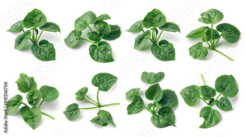Malabar spinach isolated. Malabar spinach on the white background.