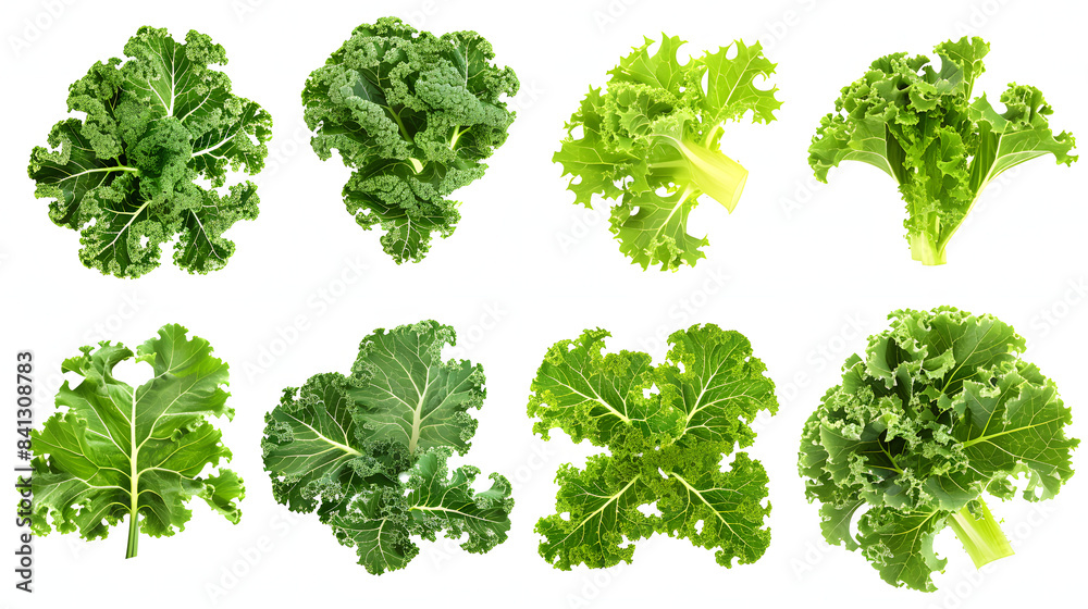 Kale isolated. Kale on the white background. Kale isolated. Kale on the white background.