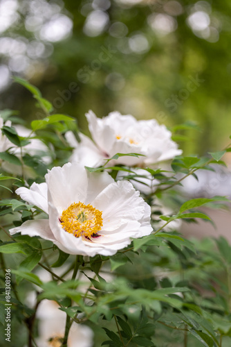 White peony flowers with a yellow center on green branches