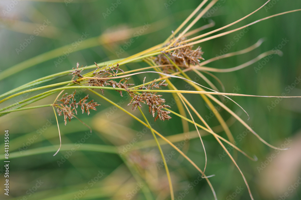 Fototapeta premium Papyrus sedge flowers