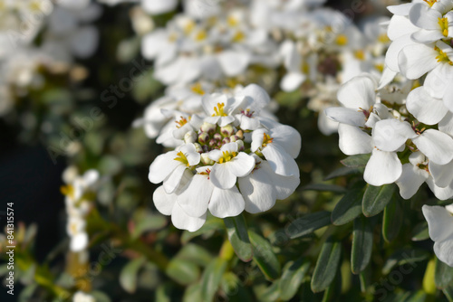 Evergreen candytuft flowers