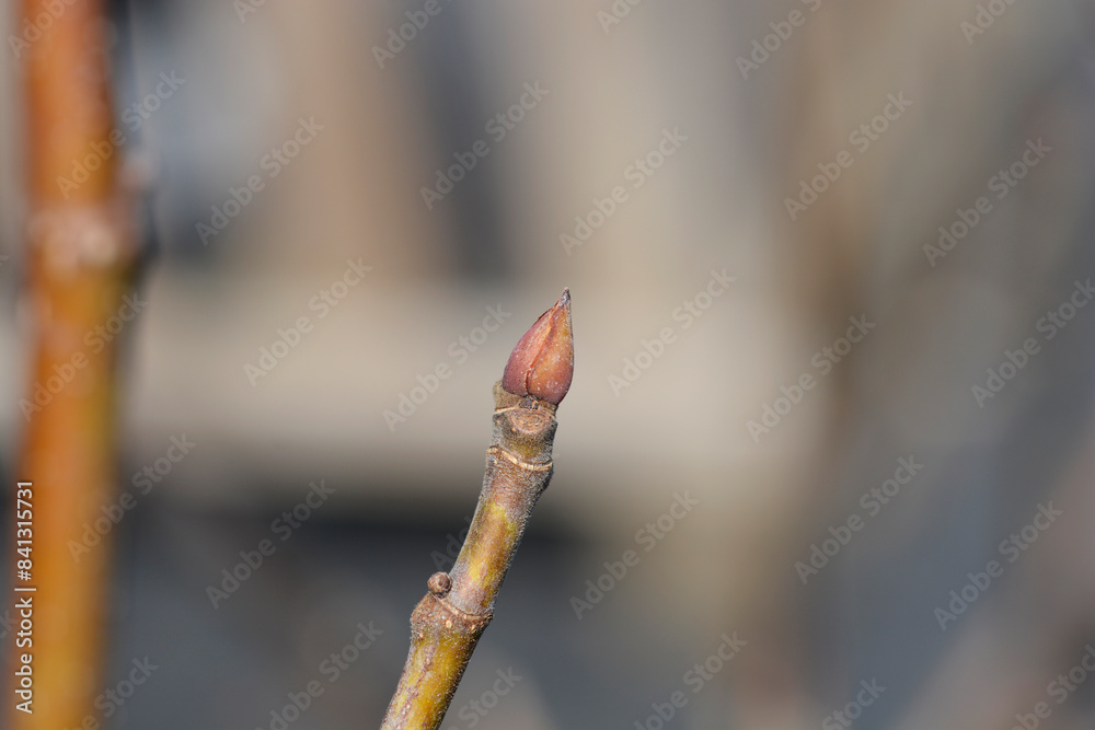 Ice Crystal Fig branch with bud Ice Crystal Fig branch with bud
