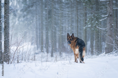 German Shepherd in forest in a winter day and white snow arround. The German Shepherd has served as a herder  guardian and defender.