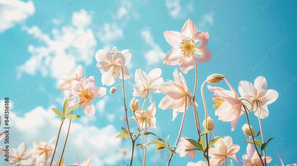Columbine flowers set against a blue sky Columbine flowers set against a blue sky