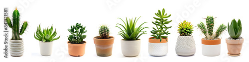 Collection of various indoor plants in pots isolated on a white background