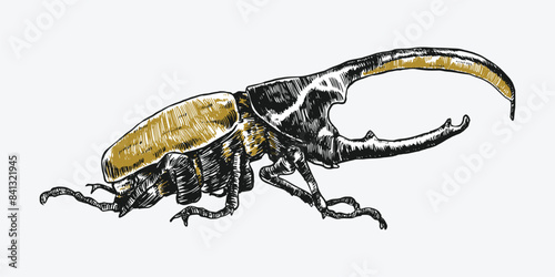 Hercules beetle insect sketch hand drawn. Isolated background. Vector illustration.