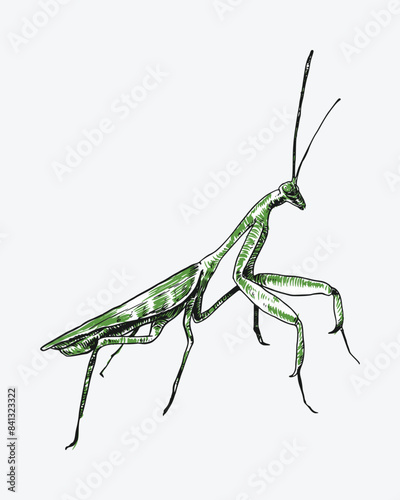 Praying mantis engraving, sketch drawing. Isolated on white background. Colored vector illustration.
