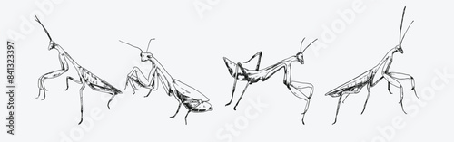 Set of praying mantis engraving, sketch drawing. Isolated on white background. Monochrome vector illustration.