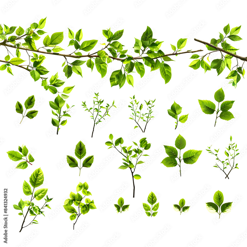 Collection of branch with leaves isolated on white background Collection of branch with leaves isolated on white background
