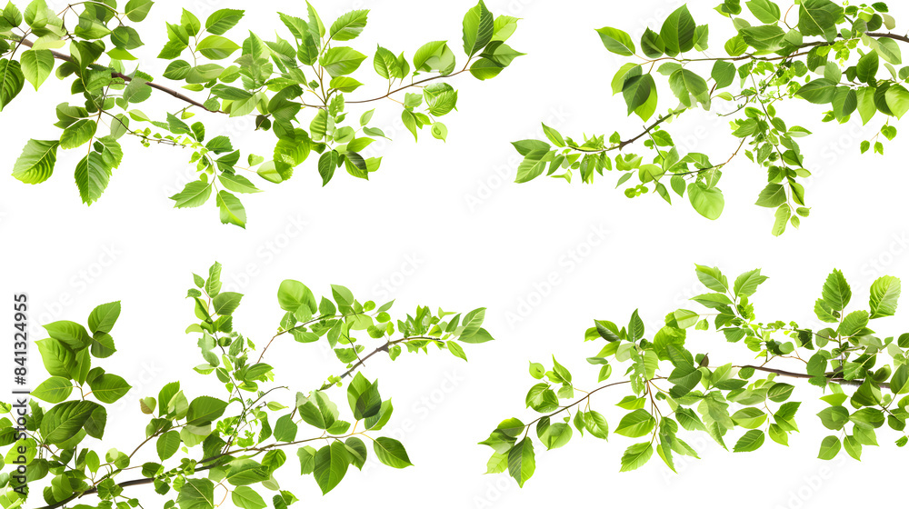 Collection of branch with leaves isolated on white background Collection of branch with leaves isolated on white background
