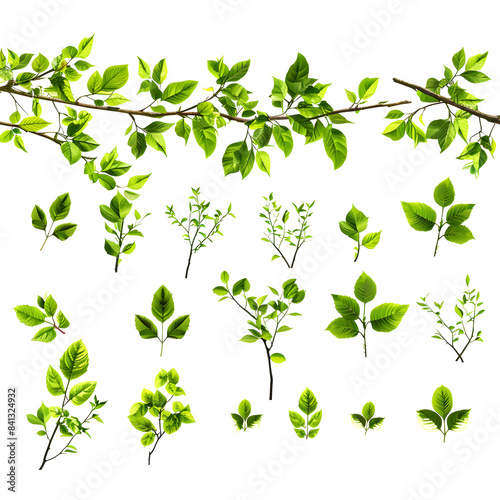 Collection of branch with leaves isolated on white background