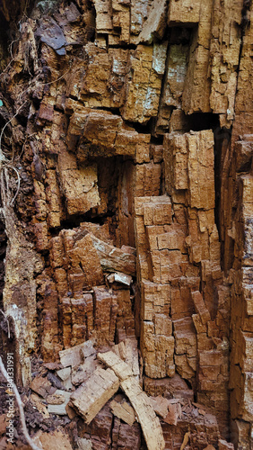 Old textured tree bark
