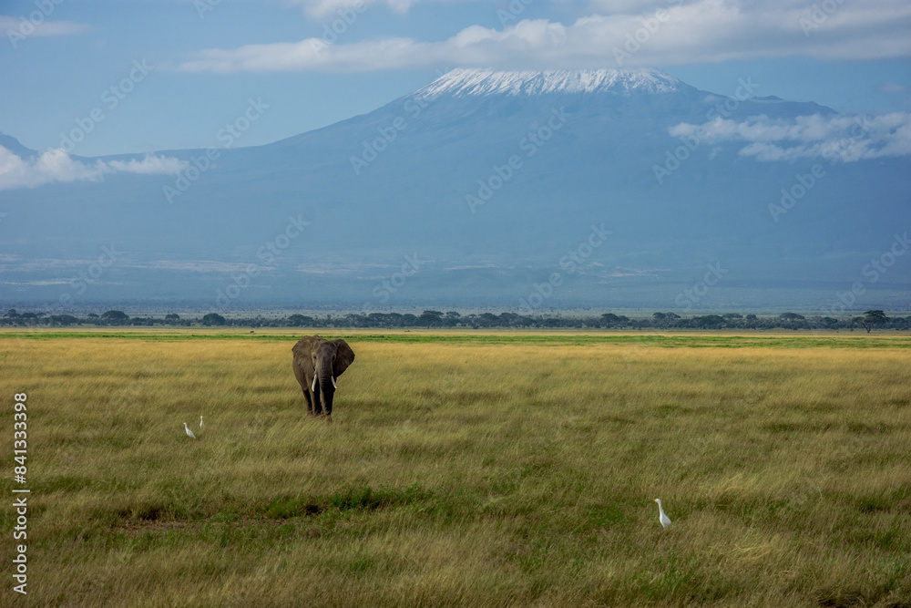 Ταπετσαρία Elephant in front of Kilimandscharo