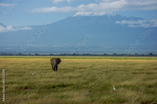 Photography Elephant in front of Kilimandscharo