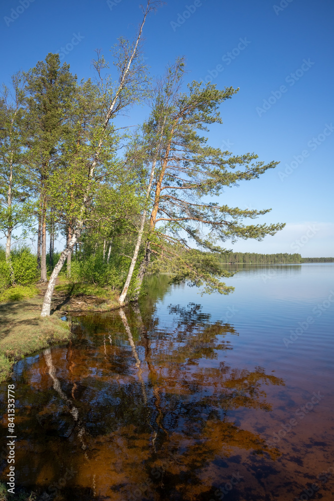 Obraz premium trees at calm lake waterline, Papinjärvi Oulu Finland