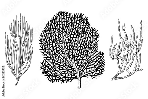 A set of sea fan, ocean coral reef organizm. Hand drawn vector illustration isolated on white background. Graphic black and white sketch style. For clip art package