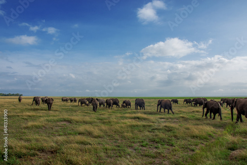 Big herd of elephants