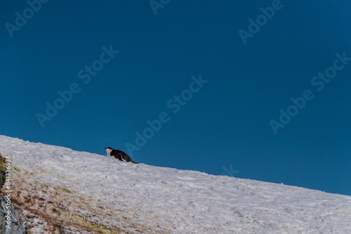 A group of Shinstrap Penguin - Pygoscelis antarcticus- laying flat in the snow at Cierva Cove, on the Antarctic peninsula