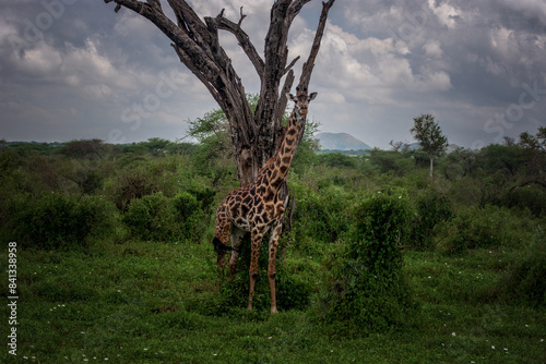 Photography Giraffe in the savannah