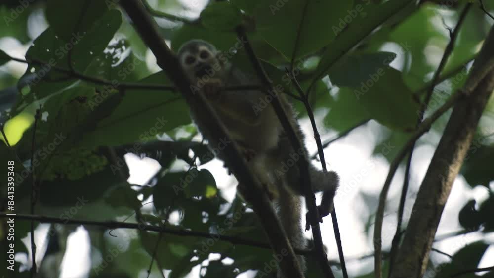 The titis, or titi monkeys, New World monkey climbing a tree in tropical rainforest jungle of Central America 