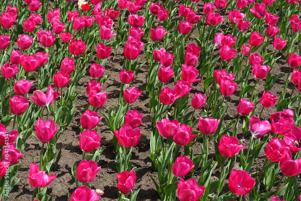Ample amount of magenta colored flowers of tulips in April Ample amount of magenta colored flowers of tulips in April