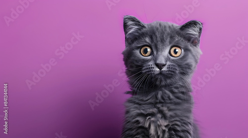 Surprised scared beautiful cat on a purple background