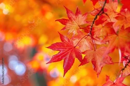 Radiant red autumn maple leaves in sharp focus  with a warm bokeh effect in the backdrop