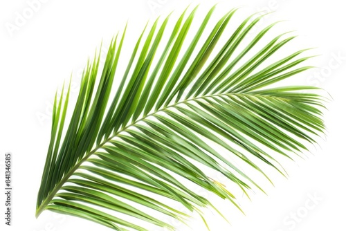 Palm Leaf On White. Coconut palm tree leaf isolated on abstract white background © AIGen