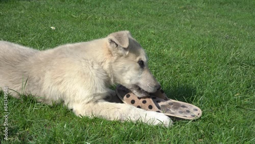 puppy gnaws slippers, puppy dog ​​bites woman's slippers on the grass, dog gnaws slippers