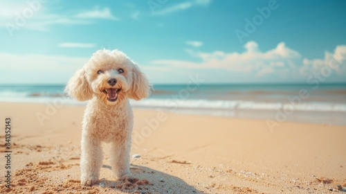 A white poodle stands on a sandy beach  smiling and looking towards the camera. The background shows the ocean and blue sky.