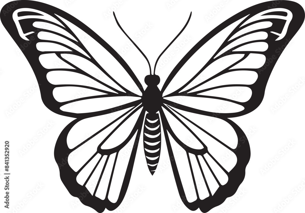 Black and white butterfly vector illustration Black and white butterfly vector illustration
