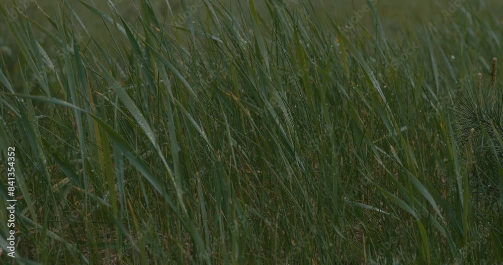 Grass with water drops on a cloudy day after rain. Beautiful lush grass covered with large drops of rainwater. Lush green grass after rain. Grass with water drops on a cloudy day after rain. Beautiful lush grass covered with large drops of rainwater. Lush green grass after rain.