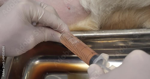The veterinarian uses a syringe to drain the urine through a urinary catheter. A dog with a urinary catheter inserted into the urethra is having its bladder emptied at the veterinary clinic.