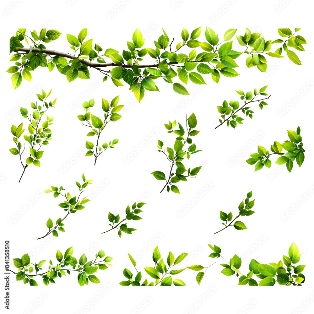 Collection of branch with leaves isolated on white background Collection of branch with leaves isolated on white background