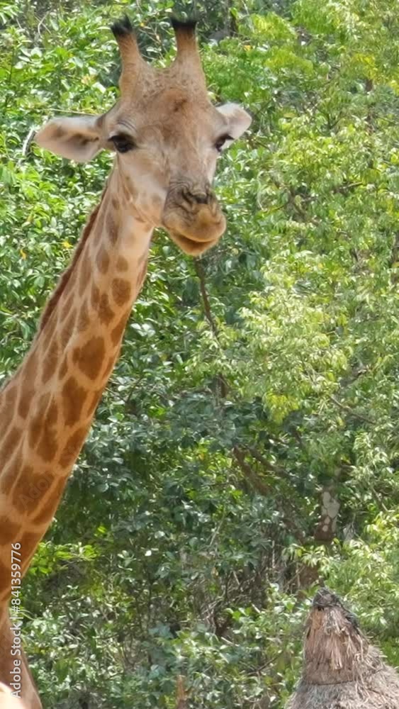 Safari Incredible close-up of a beautiful wild giraffe in the Phu Quoc Island, Vietnam Safari Incredible close-up of a beautiful wild giraffe in the Phu Quoc Island, Vietnam