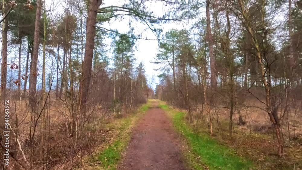 Wander through a peaceful forest path in the early spring, capturing the tranquil beauty and calmness of nature Wander through a peaceful forest path in the early spring, capturing the tranquil beauty and calmness of nature
