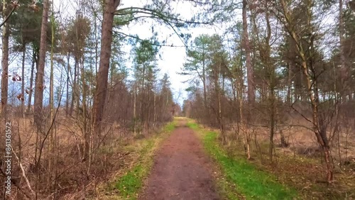 Wander through a peaceful forest path in the early spring, capturing the tranquil beauty and calmness of nature photo