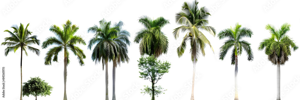 Fototapeta premium Collection of Palm trees isolated on white background