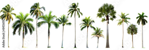 Collection of Palm trees isolated on white background