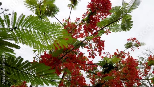 Tree with bright red flowers against sky background, closeup
