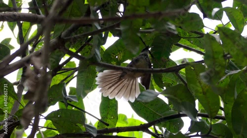 bul bul bird searching on mango tree photo